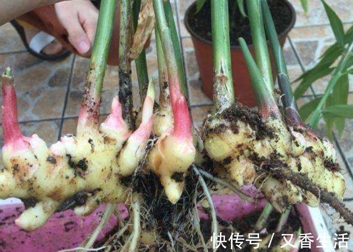 家中的油桶别扔了,里面丢一块姜,浇点水给点肥,一年收获一大盆