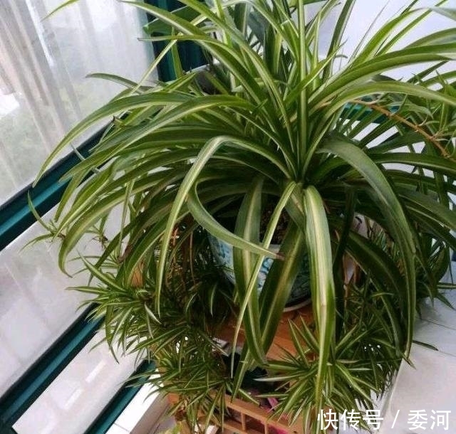 花草|养花万能水，每月用2次，补水补养分，还不用施肥