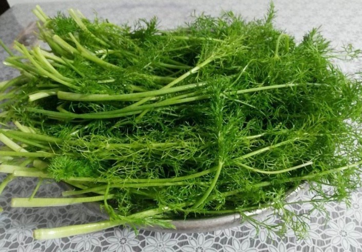 补气|这四种野菜个个是宝,补气活血、清热解毒,爱吃就是收获健康!