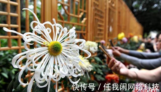 摄图|1000多种菊花亮相福州金秋菊花展「组图」