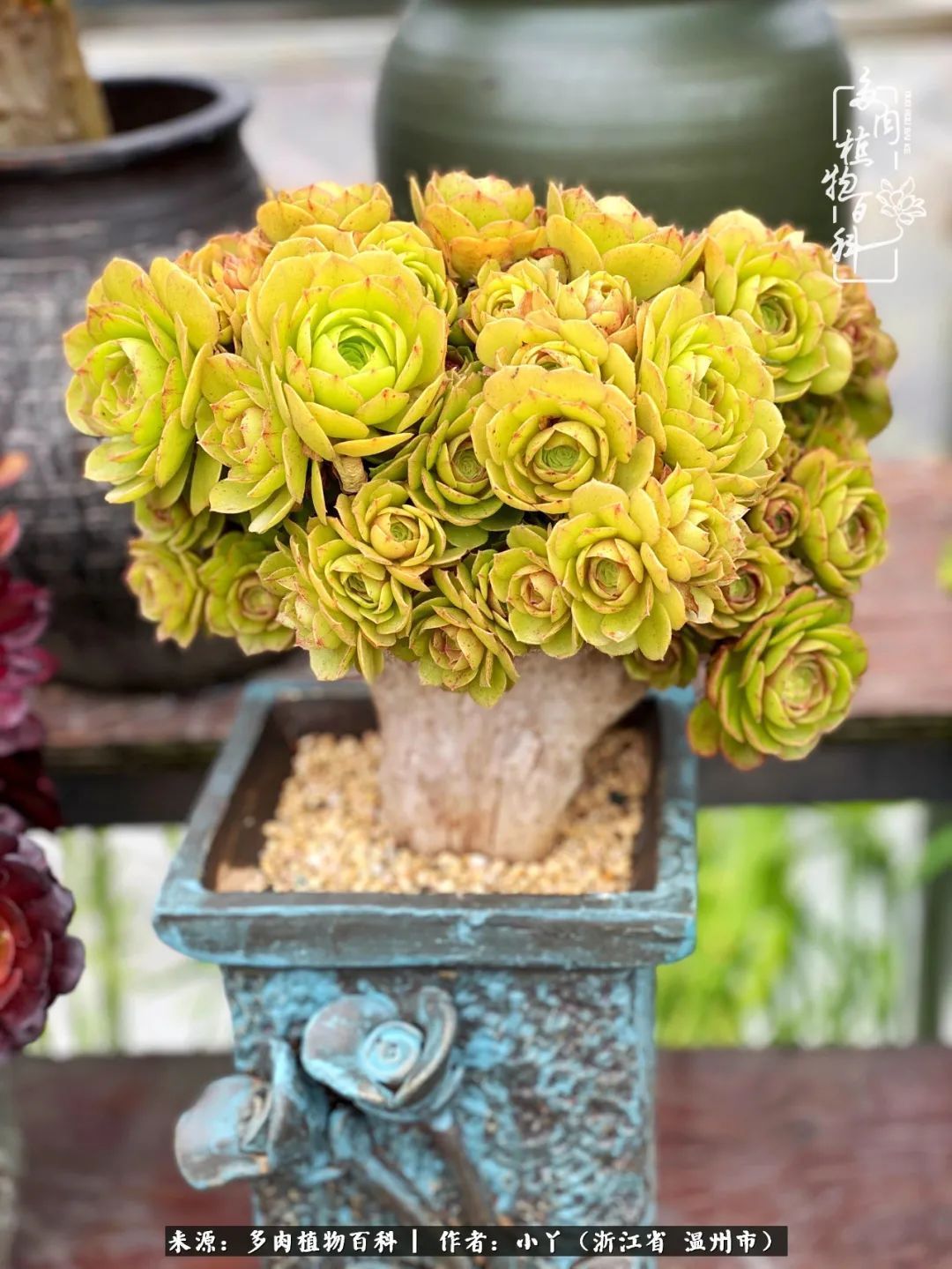 祖上无院家里无矿，一腔浪漫情怀付诸楼顶造花！