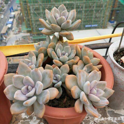 白牡丹|公认的叶插能力很强的10种多肉,新手放心养,轻松变成多肉大户