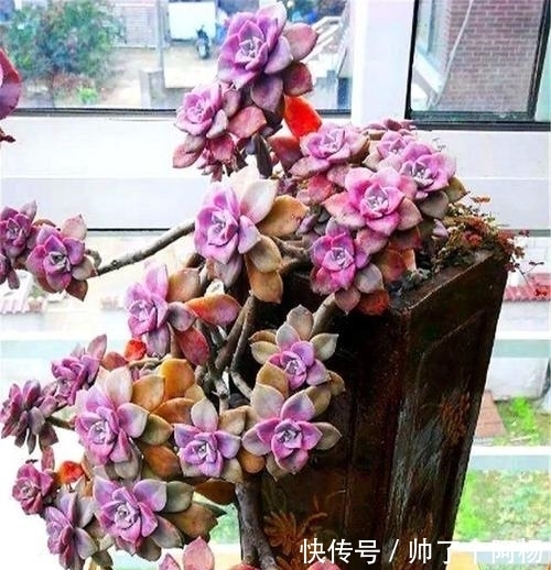 想要打造多肉悬崖桩?教你用点小手段,快速形成,时间缩短两倍!