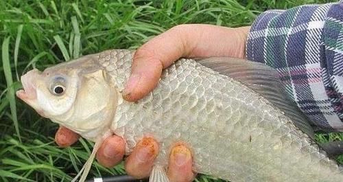 冬季野外钓鲫鱼,这3大原则值得遵循,让鲫鱼们争相上钩