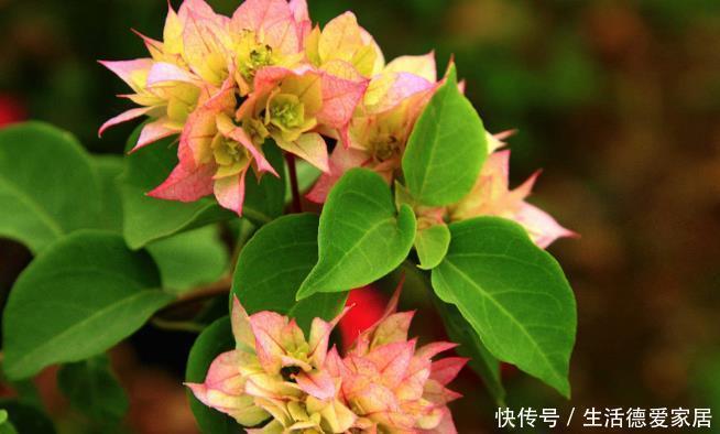 三角梅最怕“三种水”,避开不黄叶,憋出一圈苞,清香宜人小半年