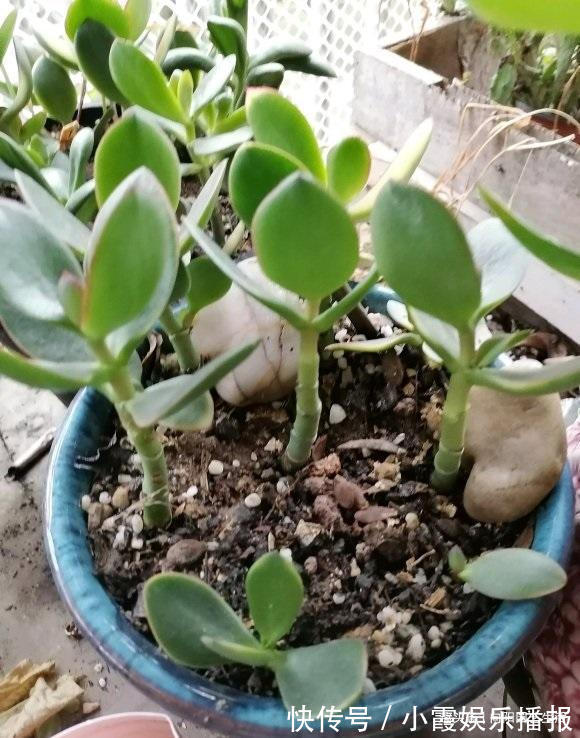 秋季玉树长的快,做到“1剪2喂”,主干变老桩,新叶又胖又圆