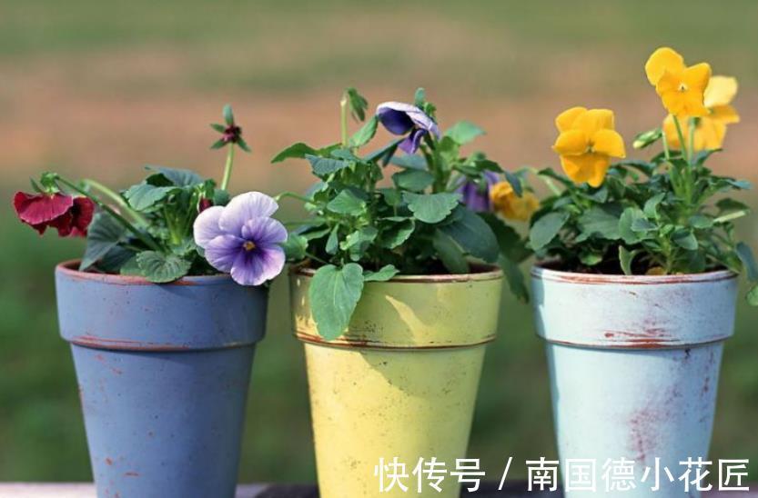 阿莫西林|家里过期药别丢,简单处理用来养花,杀菌又养根,比多菌灵好使