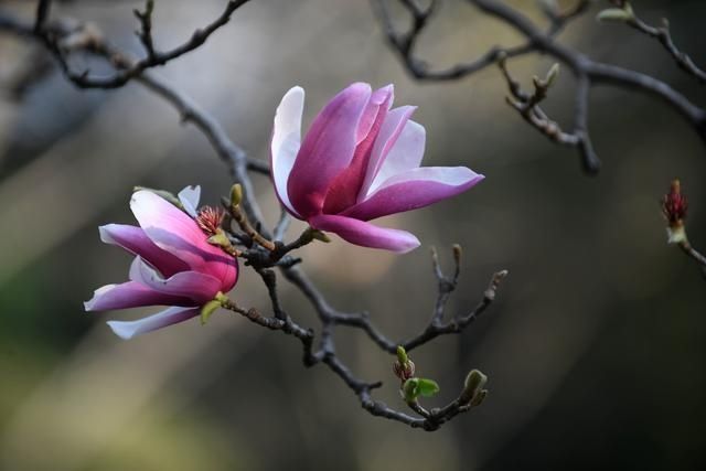 图集｜是春天了！一起听花开的声音