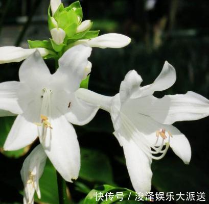 角落|室内“3种花”最见不得光，一放角落，叶绿、花苞钻，花开一大片