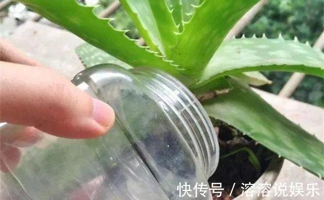 秋天|秋天准备“抗冻肥”,给君子兰、蟹爪兰“喂上”,长得旺、开花多