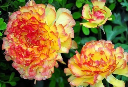 芹叶牡丹|新手养花,不如养盆花中精品“花王”,有王者之风范,傲视群雄