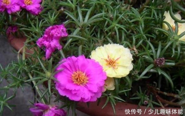 枝条|当太阳花升级成“重瓣花”，照样是开花机器，一根枝条就是一盆花！