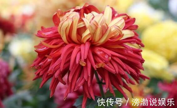 客厅摆菊花选“点降唇”开花一朵“三色”超美，养一盆很值得