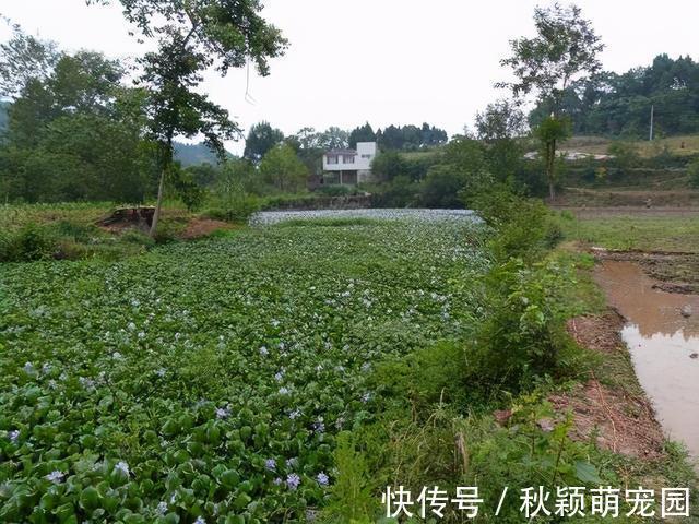 在我国泛滥的水葫芦,弱点实在太好笑,只用一招就能将它们团灭