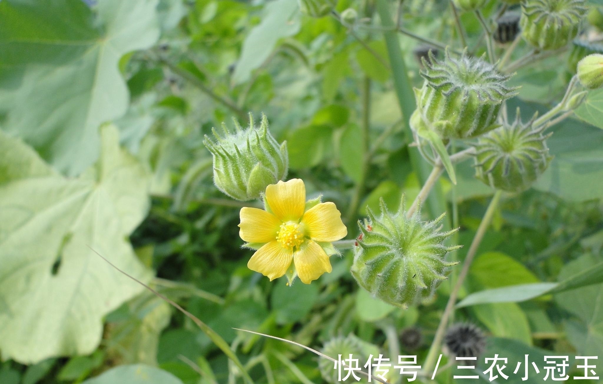 小黄花|农村一草叫“车轮子”，农村娃当零食吃，却不知治“耳鸣”很有效