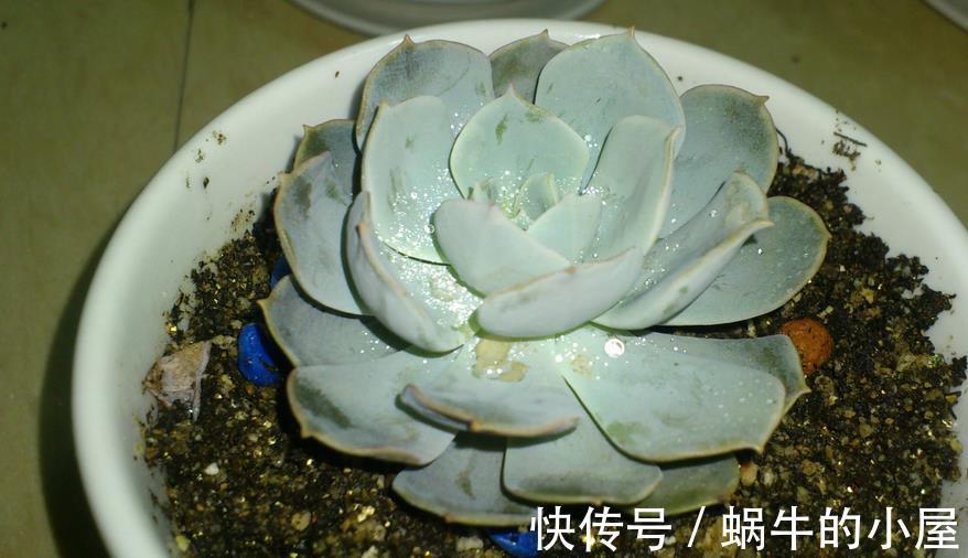 生根|多肉叶片状态不好、徒长、萌发气生根,该怎么解决?