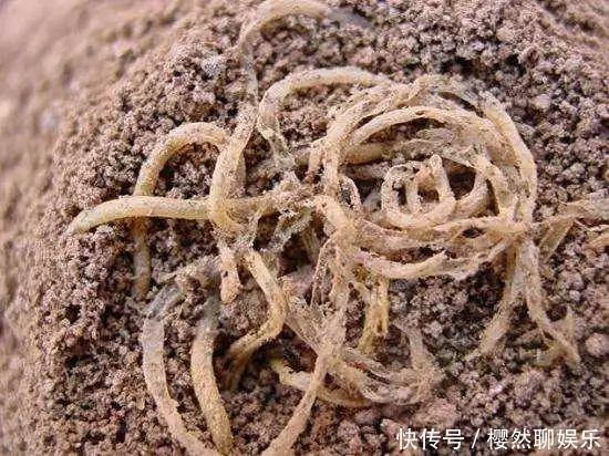 地震来临,“母亲”紧紧护着孩子死去,被人发现已过了4000年