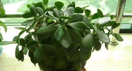 养花|秋冬养花,家里养3种花,易管理长势旺,懒人都能养爆盆