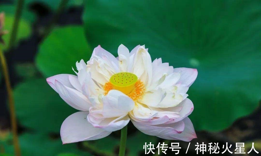 牡丹花|家里养这12种花，每个月开一种花，一整年都有花看