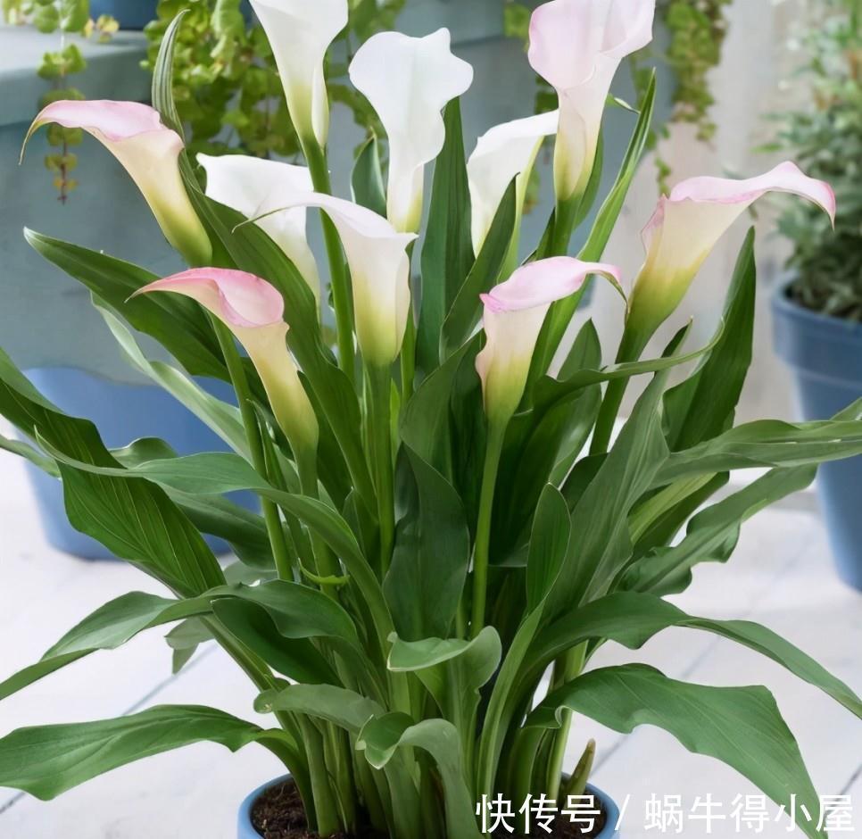 喜欢水的“7种花”,天天浇水也不怕,适合勤快的人