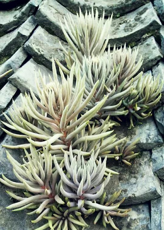 农村“穷养”多肉,一养一个大老桩,群生养爆盆