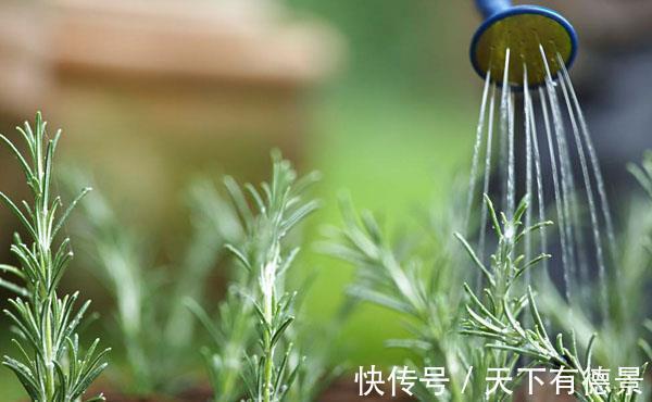 死亡|高温天买花的2个缓苗小技巧，能让花卉适应家庭环境，不容易死亡