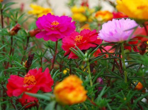 家有异味,养这款“香香花”超级棒,堪比顶级香水,花香醉人