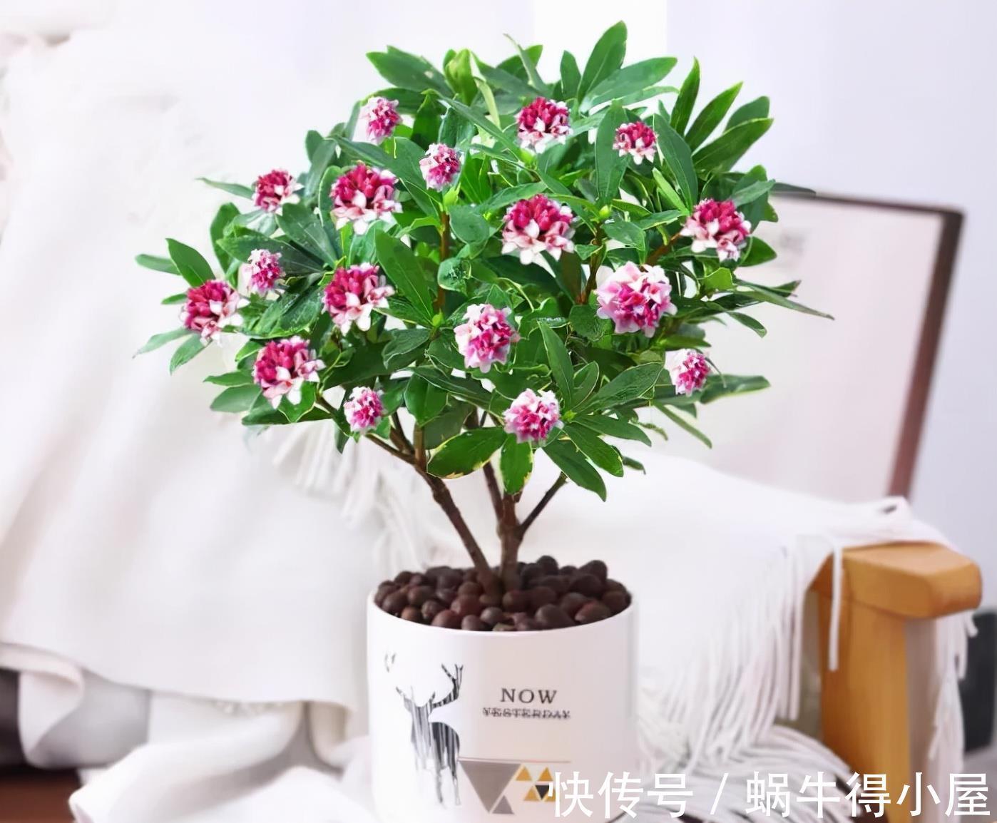 玉麒麟|再节俭也要去花市选6种花,价格不贵,养在家里招“财运”