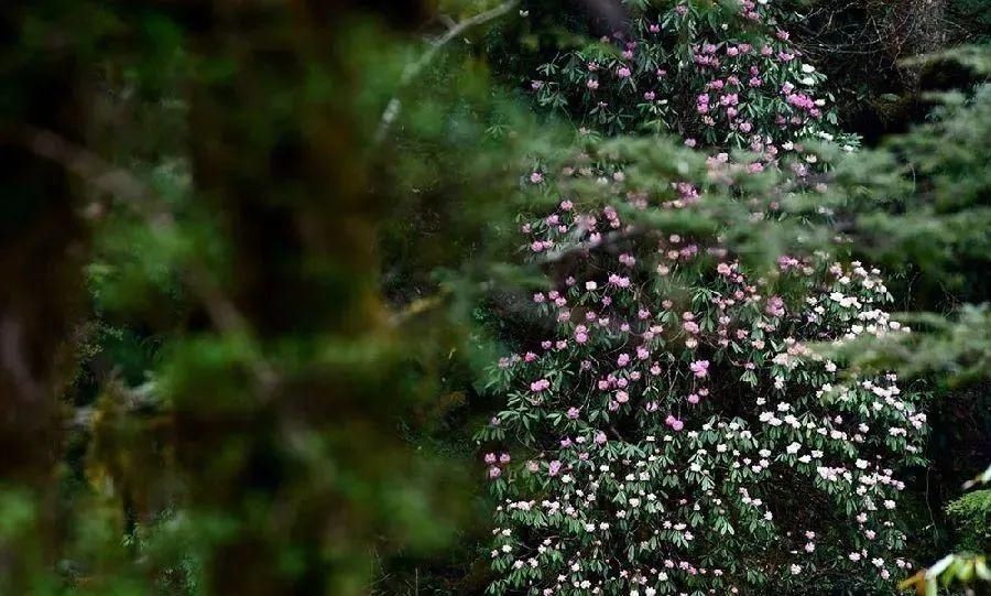 来林芝赏绝美的高山杜鹃花~赶紧带上相机去拍大片吧！