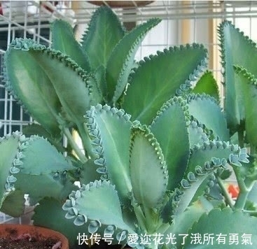 有一种不死花,一片叶子就可重生,开出来的花让很多人如痴如醉!