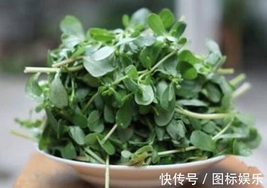 胆固醇|俗话说“吃得马齿苋,到老无病患”,老中医2类人要少吃