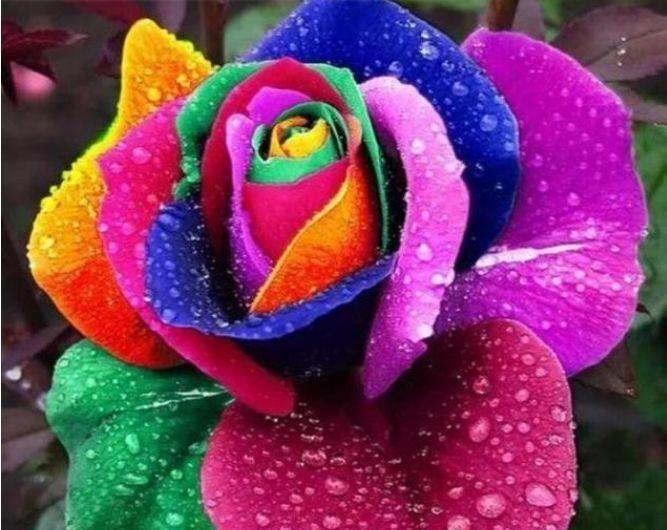 家养几款花卉,娇小不占地,漂亮又好养,对待新手很友好