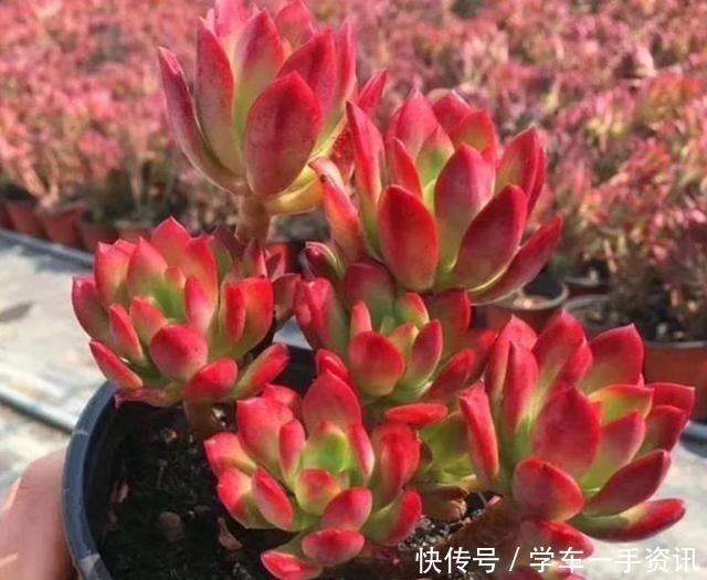 浇水|8种多肉很普通，只要多见太阳，个个变成红颜色，人见人爱！