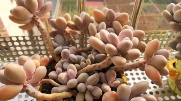 值钱|多肉品种这么多!哪种最值钱?带“金丝”最贵,颜值十分出众