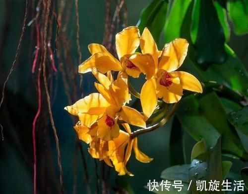 授粉|世界上最丑的兰花，外形丑陋无比，却拥有玫瑰般的香气