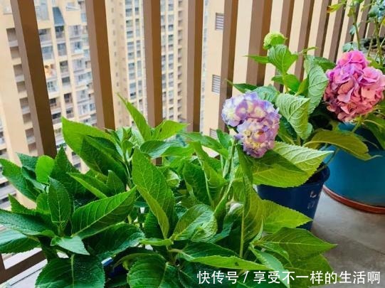 春雨贵如油,这6种花,越淋雨长得越旺盛!春雨贵如油,这6种花,越淋雨长得越旺盛!