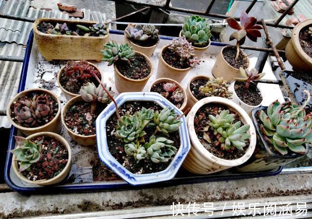 夏天|10种不能淋雨的花,淋完雨就死,盆栽养花注意事项