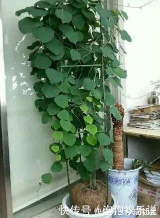 5种好养的长寿之花，轻松就能养活，几十年都不死，早看早知道