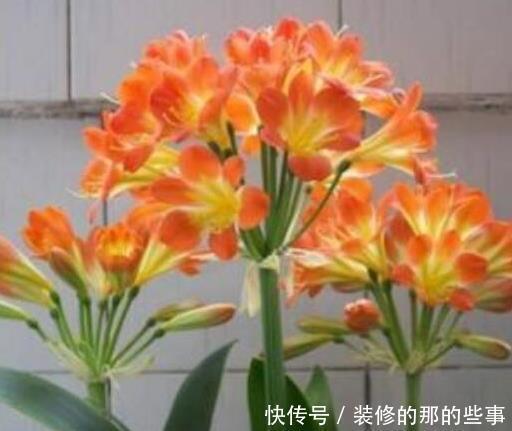 发财树|天凉后,君子兰浇上养根水,长出格格叶,一窜3箭花,超好用