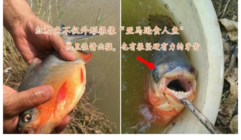 食人鱼？南京钓友夜钓收获两条“红腹怪鱼”，钓友：差点被咬出血
