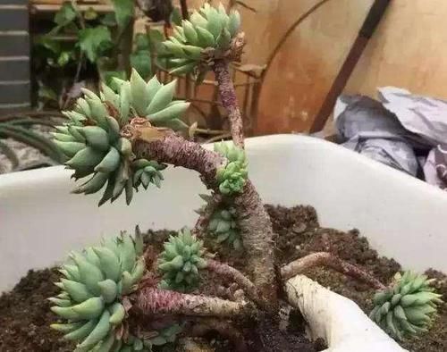 多肉植物越长越瘦是你不会捣鼓,教你4招,个个胖鼓鼓