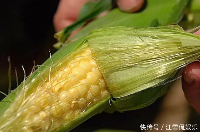 新鲜|八月趁鲜玉米便宜多买点!学会这1招,存放1年依旧新鲜,非常实用