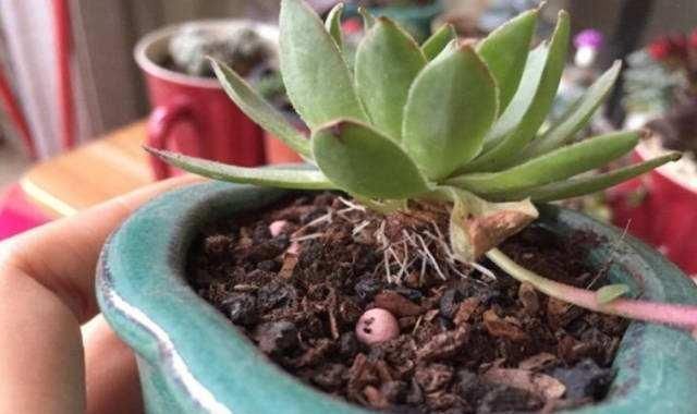 多肉长“胡须”,剪还是留只看一点就知道,养成漂亮茂盛老桩