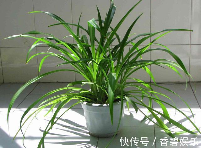 吊兰、绿萝就爱“黄叶”,喷点“溶液”,返青快好养护!