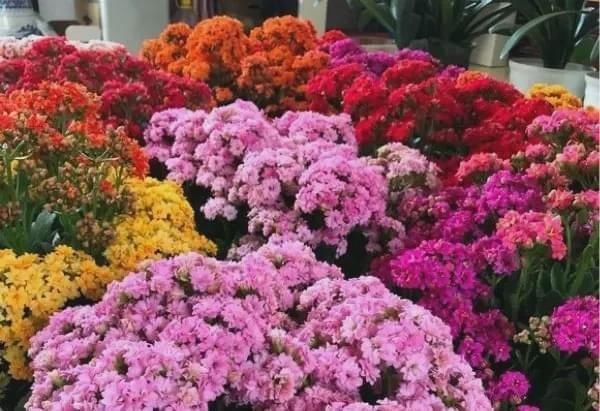 有暖气的地方,我建议你在室内养这6种花,整个冬季天天有花赏