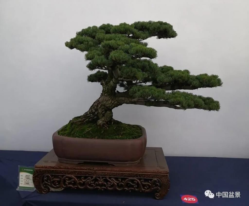  制作|盆景制作中的气、势、神、韵如何表现！静态和动态相结合是精髓