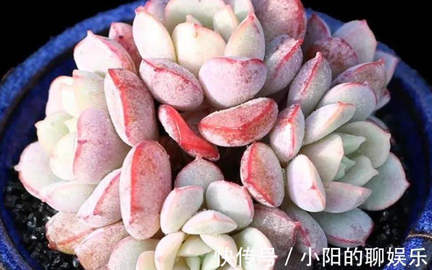 说实话多肉真好养,你只要注意3个事项,啥肉肉都能养活