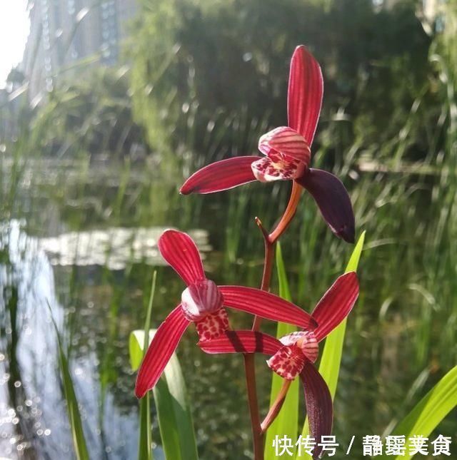 施肥|养兰花,牢记3点,兰花不烂根,不腐芽,猛发壮苗,花朵呼呼开