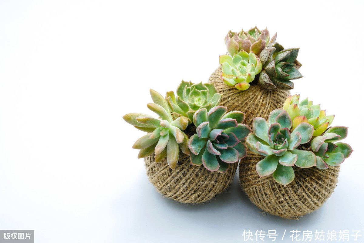 养殖|多肉的专业术语有哪些?学会这些多肉术语,你也可以小装一下