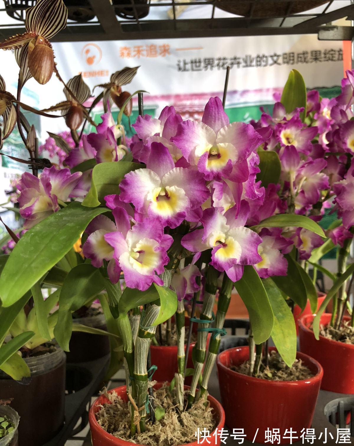 爷爷|养花还有鄙视链？养普货兰花被嘲笑，爷爷气的不打一处来